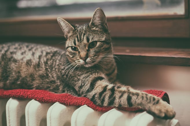 What You Should Know Before Buying a Boiler