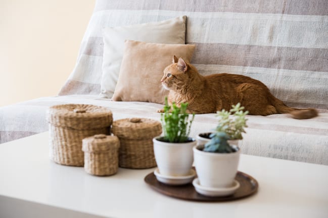 7 Unique Ways to Deal With Spring Allergies